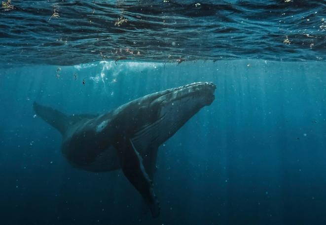 humpback_whale_wal_divedict_tauchen_diving humpback_whale_wal_divedict_tauchen_diving