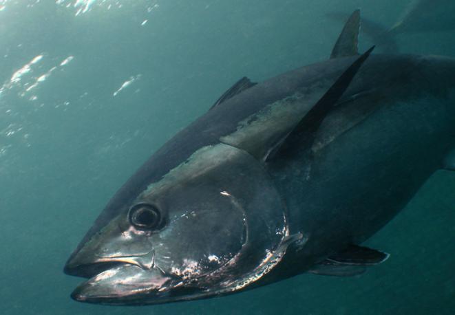 divedict_tauchen_diving_fish_mammal_lexicon_ocean_sea_marinelife_underwaterworld_marine_biology-1