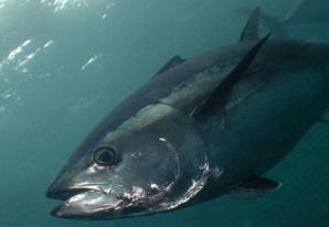 Bluefin Tuna