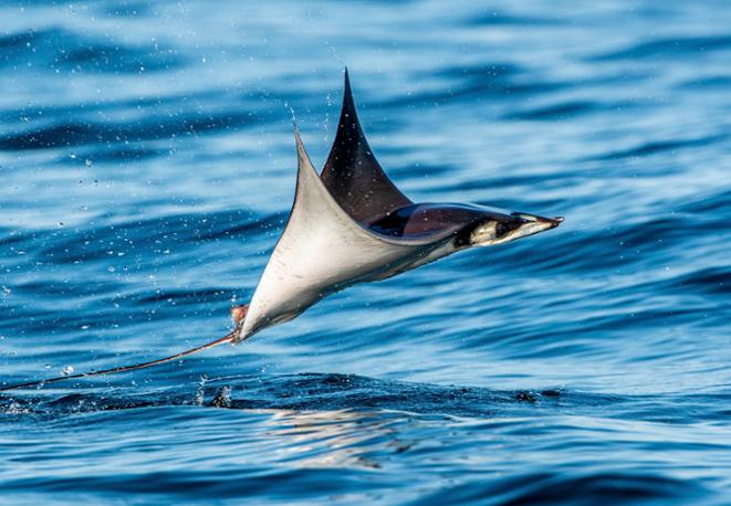 Mobula munkiana Teufelsrochen_divedict_tauchen_diving_underwaterworld_fish