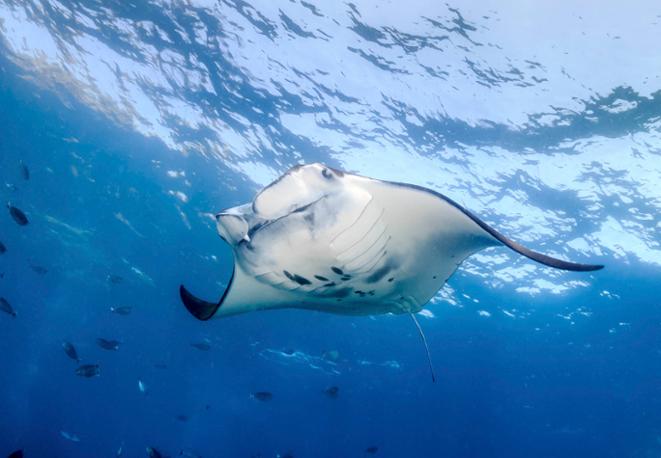 Riesenmanta- Manta birostris Riesenmanta- Manta birostris