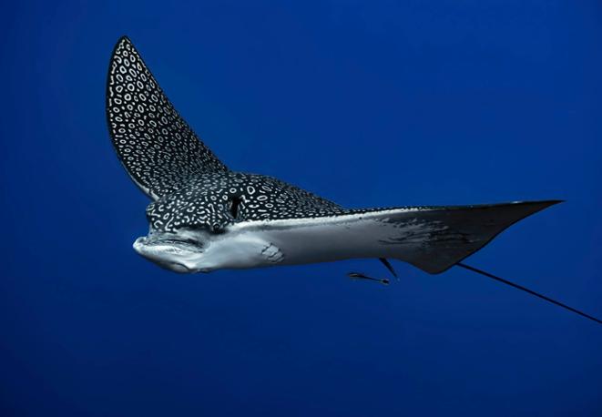 Gewoehnlicher Adlerrochen - Myliobatus aquila_eagle ray_diving_underwaterworld_fish Gewoehnlicher Adlerrochen - Myliobatus aquila_eagle ray_diving_underwaterworld_fish