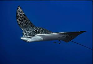 Common Eagle Ray