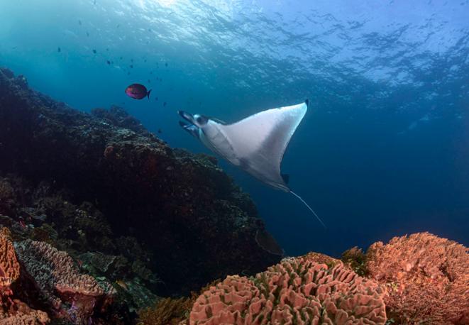 Riffmanta- Mobula alfredi-diving_underwaterworld_fish-lexikon-lexicon