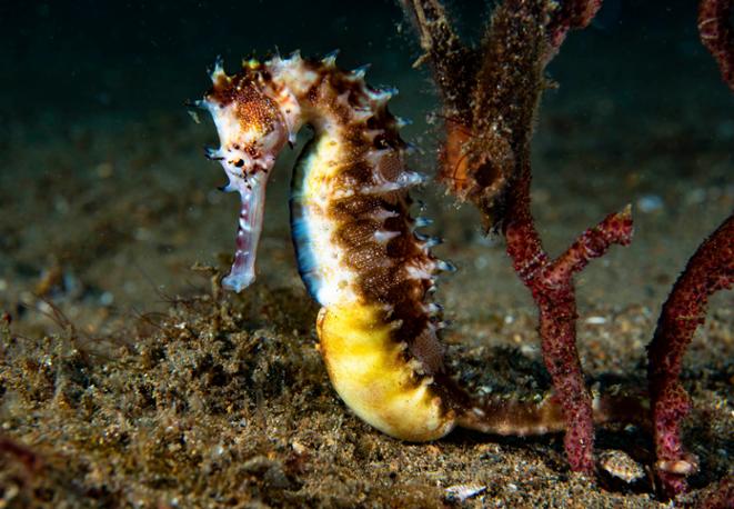 Dorniges Seepferdchen - Hippocampus histrix-divedict_tauchen-unterwasser-lexikon-lexicon