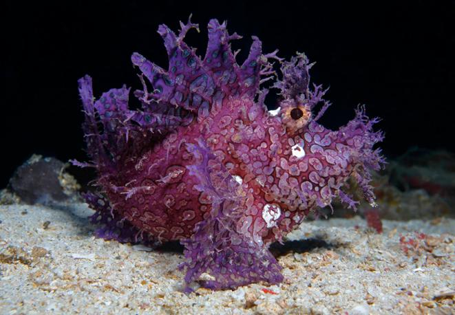 Tentakel-Drachenkopf- Rhinopias frondosa-divedict-tauchen-diving-fish-lexikon-lexicon Tentakel-Drachenkopf- Rhinopias frondosa-divedict-tauchen-diving-fish-lexikon-lexicon