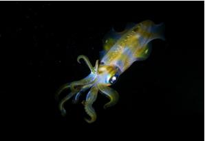 Bigfin reef squid