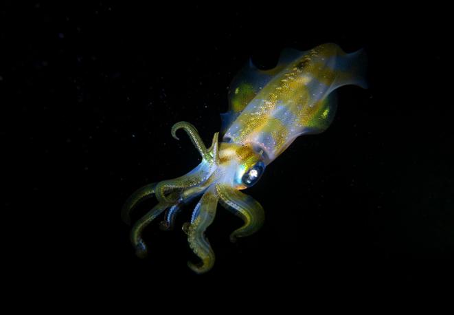 Large-finned reef squid - Sepioteuthis lessoniana-divedict-tauchen-diving-lexikon-lexicon