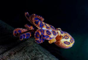 Blue-ringed Octopus