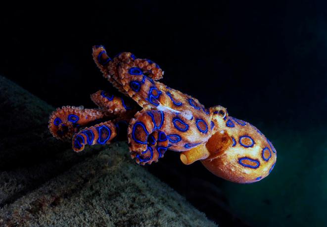 Blue-ringed Octopus - Hapalochlaena maculosa-divedict-tauchen-diving