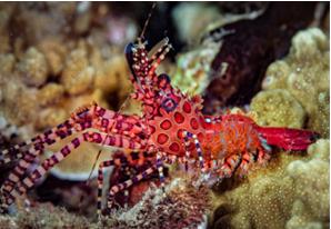 Common Marble Shrimp