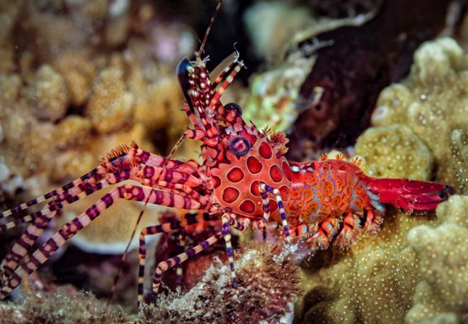 Common Marble Shrimp - Saron marmoratus