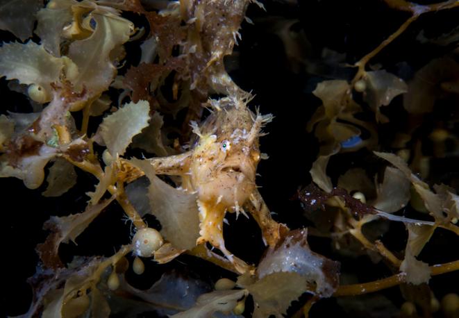 Sargassum fish - Histrio histrio-divedict-diving-fish-ocean-biology