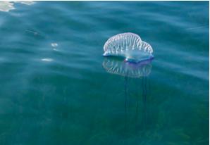 Portuguese Man o' War
