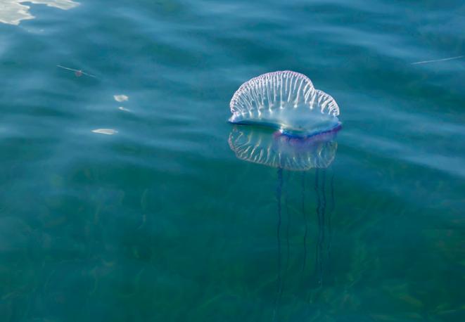 Portuguese Man o' War - Physalia physalis-divedict-diving-eco-nature-conservation Portuguese Man o' War - Physalia physalis-divedict-diving-eco-nature-conservation