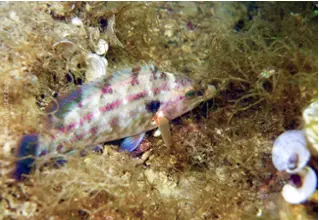 divedict_bild_foto_biolexicon_fishe_mediterranean_symphodus_tinca_peacock wrapfish