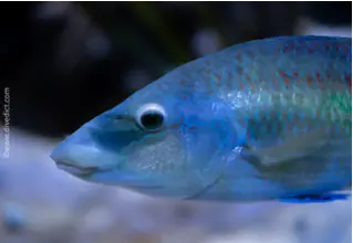 divedict_foto_biolexicon_fish_mediterranean_symphodus_tinca_peacock lipfish_picture_lips