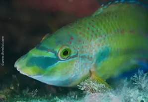 Peacock wrasse