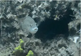 peacock wrapfish_symphodus_tinca_mediterranean_divedict_diving_diving2
