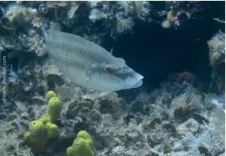 Peacock wrapfish_symphodus_tinca_mediterranean_divedict_diving_diving