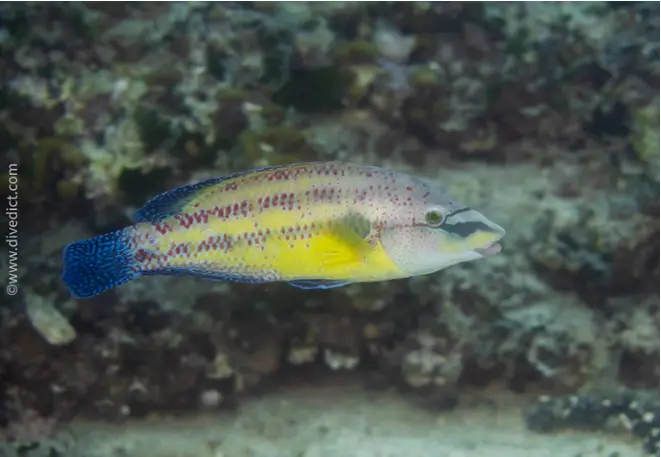 Peacock wrapfish_symphodus_tinca_mediterranean_sea_diving_diving_dive-2