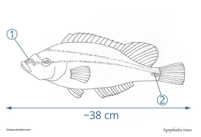 symphodus_tinca_divedict