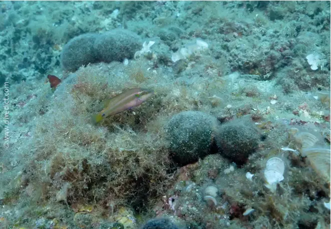 divedict_picture_photo_biolexicon_fish_mediterranean_symphodus_ocellatus_eyesspot_lipfish