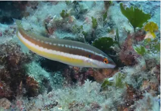 Coris_Julis_Meerjunker_divedict_Mittelmeer_mediterranean_bi0_lexicon