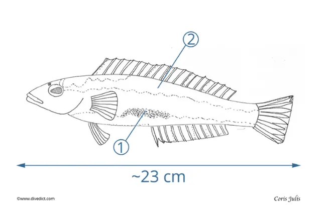 Coris_julis_divedict