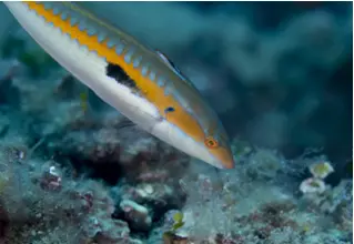 Meerjunker_Coris_julis_divedict_Mittelmeer_mediterranean_bio_lexicon-02