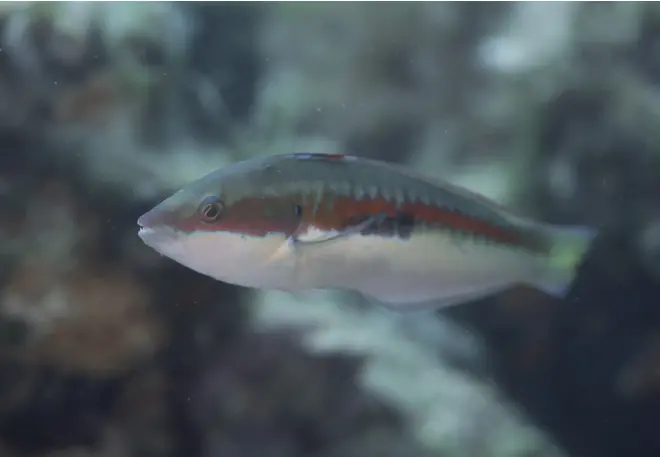 Meerjunker_Coris_Julis_divedict_Mittelmeer_mediterranean_bio_lexicon-709