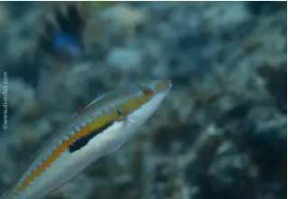 Meerjunker_Coris_Julis_divedict_Mittelmeer_Meditterranean_bio_lexicon_lexikon_diving_tauchen2