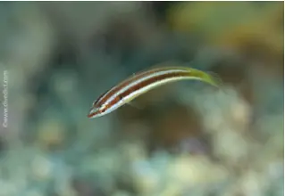 Meerjunker_Coris_Julis_Mittelmeer_mediterranean_sea_diving_tauchen-3