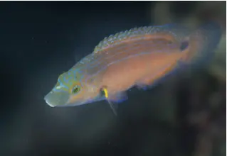 Mittelmeer_lippfisch_symphodus_mediterraneus_divedict_Mittelmeer_mediterranean_bio_lexicon-064 copy