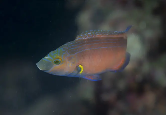 Mediterranean_wrapfish_symphodus_mediterraneus_divedict_mediterranean_mediterranean_bio_lexicon-065