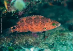 Axillary wrasse
