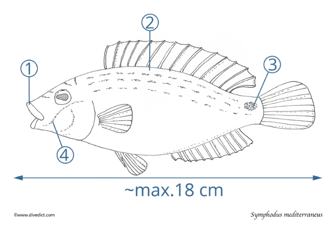 sympodus_mediterranus