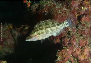 divedict_foto_biolexicon_fish_mediterranean_symphodus_roissali_five-tail_lipfish_pictures