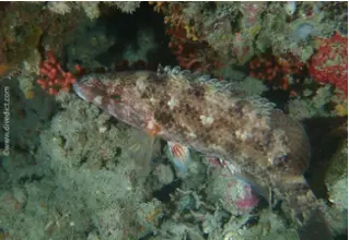 divedict_foto_biolexicon_fish_mediterranean_symphodus_roissali_five-tail_lipfish_image