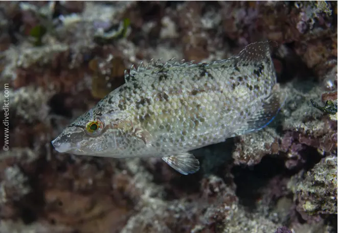 Five-tail_wrapfish_symphodus_roissali_mediterranean_sea_diving_diving_dive-1