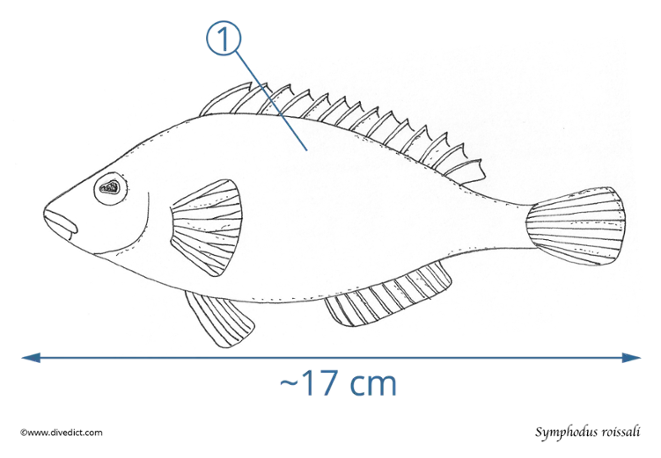 Symphodus_Roissali_DiveDict