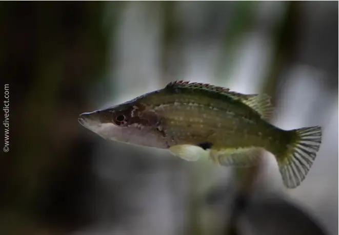 divedict_foto_biolexicon_fish_mediterranean_symphodus_rostratus_snautzen_lippfisch_image