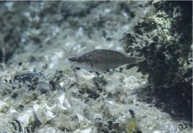 Schnutzlipfish_symphodus_rostratus_divedict_bio_lexicon_biolexicon_mediterranean_Mediterranean