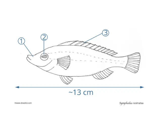 Symphodus_Rostratus_DiveDict