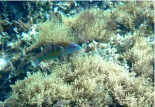 DiveDict_Foto_Biolexikon_Fische_Mittelmeer_Thalassoma_Pavo_male_Meerpfau_Lippfisch_Bild