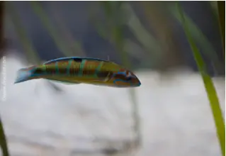 DiveDict_Foto_Biolexikon_Fische_Mittelmeer_Thalassoma_Pavo_male_Meerpfau_Lippfisch_Bilder