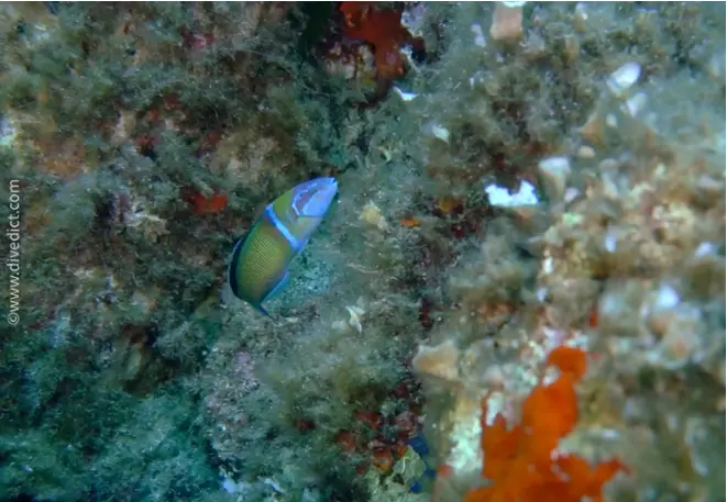 DiveDict_Fotos_Biolexikon_Fische_Mittelmeer_Thalassoma_Pavo_male_Meerpfau_Lippfisch_Bild