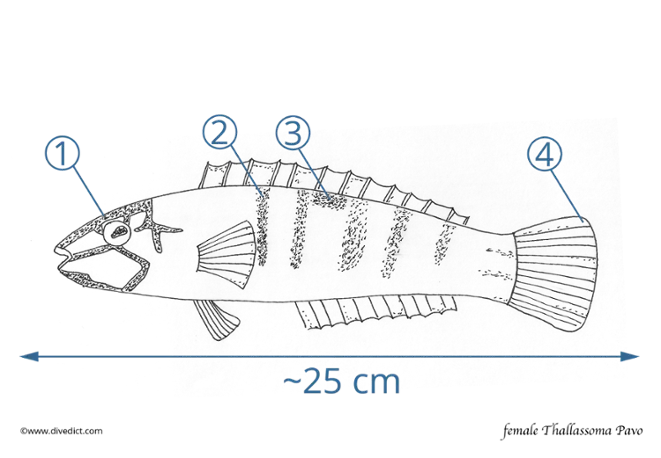 female_Thallassoma_Pavo