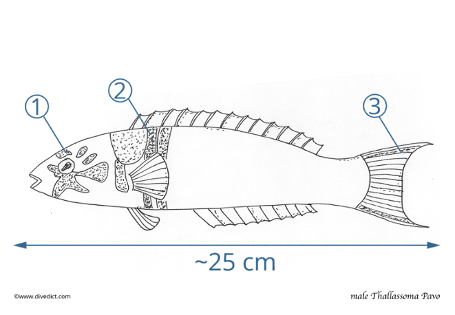 Thallassoma_Pavo_male