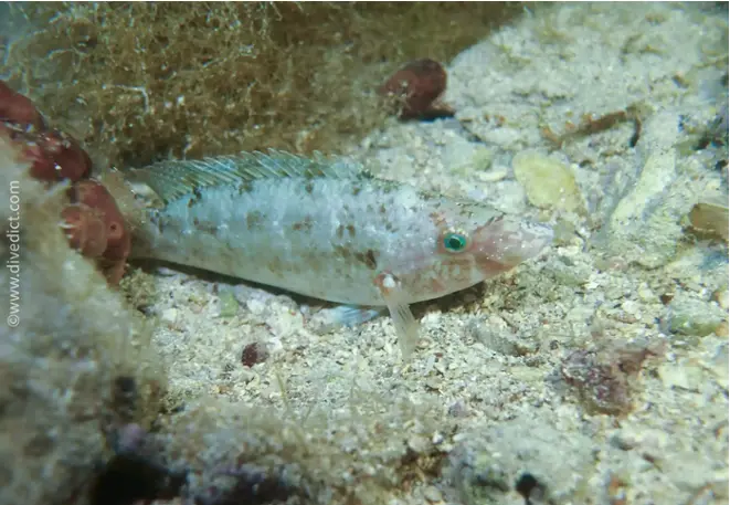 divedict_bild_foto_biolexicon_fish_mediterranean_lipfish_symphodus_cinereus_grey_wrapfish